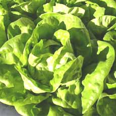VERDURAS LECHUGAS HIDROPON/ORGANICAUN    1.00 UN