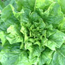VERDURAS LECHUGA SEDITAUN    1.00 UN